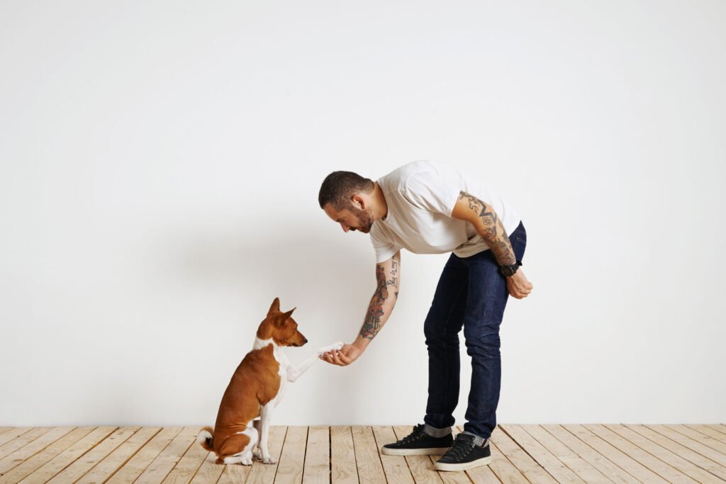 Um homem jovem, vestindo uma camiseta branca lisa e calça jeans azul-escura, se abaixa para cumprimentar seu cão basenji com a pata contra uma parede branca e um piso de madeira clara.